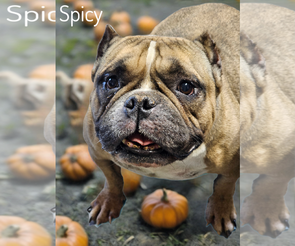 Medium Photo #1 Bulldog Puppy For Sale in Phelan, CA, USA