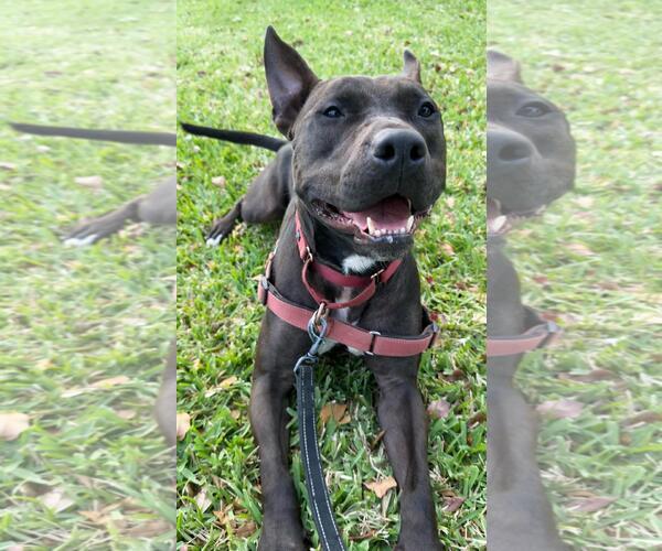 Medium Photo #1 Mutt Puppy For Sale in Pompano Beach , FL, USA