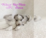 Small Photo #3 Australian Shepherd Puppy For Sale in CROSSVILLE, TN, USA
