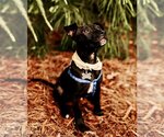Small #3 Mutt