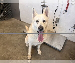 Gerberian Shepsky Dogs for adoption in Corona, CA, USA