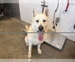 Small Gerberian Shepsky