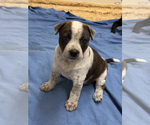Small #2 Catahoula Leopard Dog Mix
