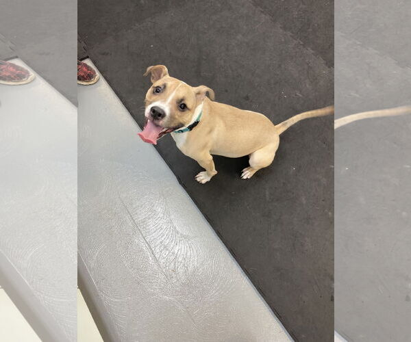 Medium Photo #5 Mutt Puppy For Sale in Strongsville, OH, USA