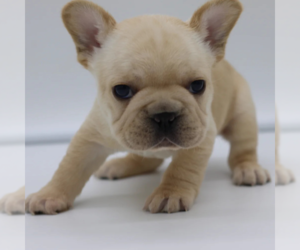 French Bulldog Puppy for sale in BOSTON, MA, USA