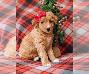 Aussiedoodle Puppy for sale in NOTTINGHAM, PA, USA