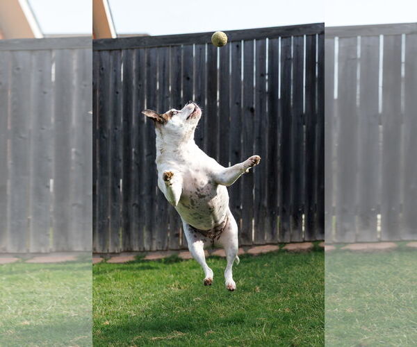 Medium Photo #11 Bullboxer Pit Puppy For Sale in McKinney, TX, USA
