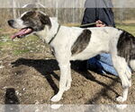 Small #2 Mutt