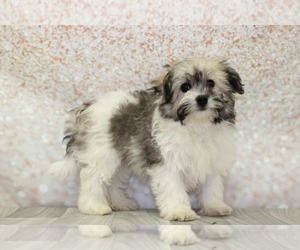 Havachon Puppy for sale in MARIETTA, GA, USA