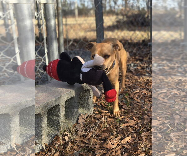 Medium Photo #3 Feist Terrier-Rat Terrier Mix Puppy For Sale in Albemarle, NC, USA