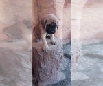 Small #50 Mastiff