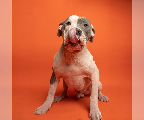 Medium Photo #1 Mutt Puppy For Sale in Rowlett, TX, USA