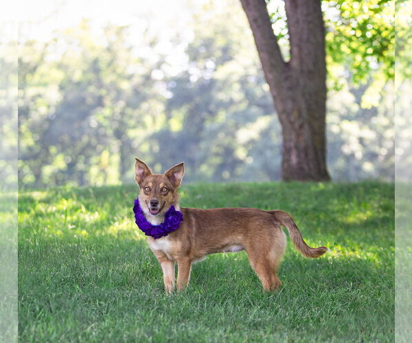 Medium Photo #6 Mutt Puppy For Sale in Unionville, PA, USA
