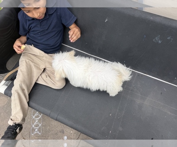 Medium Photo #5 Maltipoo (Miniature) Puppy For Sale in DEL VALLE, TX, USA