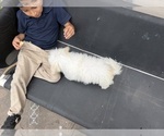 Small #4 Maltipoo (Miniature)
