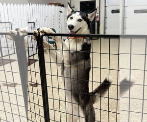 Nome - ON HOLD - Male Siberian Husky Dog for Adoption - Photo #2