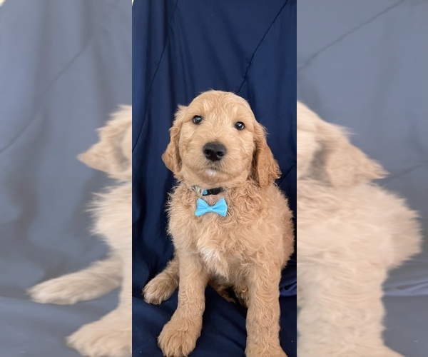 Medium Photo #3 Double Doodle Puppy For Sale in WEST COVINA, CA, USA