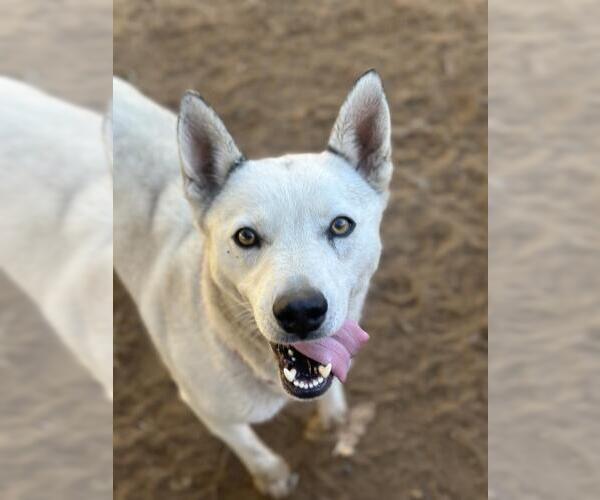 Medium Photo #1 Siberian Husky-Unknown Mix Puppy For Sale in Santa Maria, CA, USA
