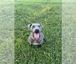 Small #6 American Pit Bull Terrier
