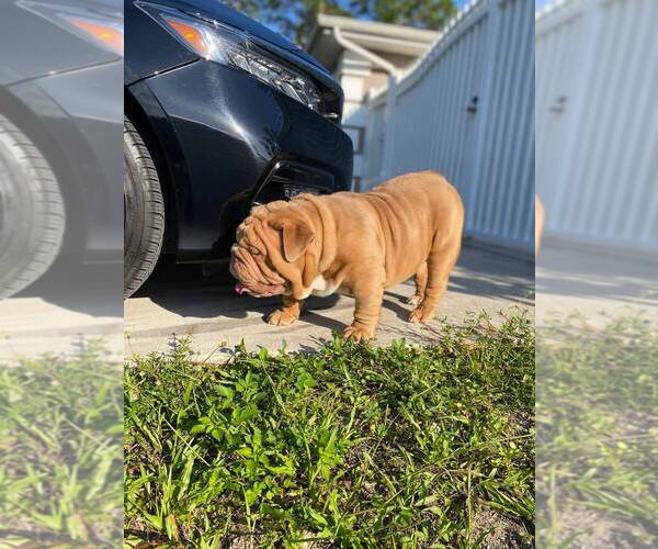 Full screen Photo #3 Bulldog Puppy For Sale in LEHIGH ACRES, FL, USA