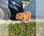 Small Photo #3 Bulldog Puppy For Sale in LEHIGH ACRES, FL, USA