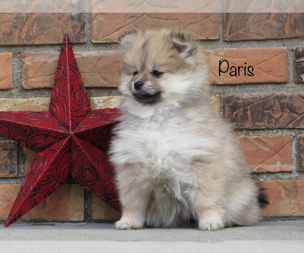 Medium Photo #1 Pomeranian Puppy For Sale in BLUFORD, IL, USA