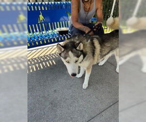 Siberian Husky Dogs for adoption in Stockton, CA, USA