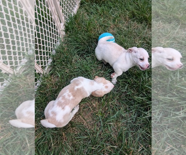Medium Photo #4 Jack Chi Puppy For Sale in Holly Springs, NC, USA