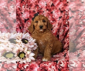 Goldendoodle Puppy for sale in OXFORD, PA, USA