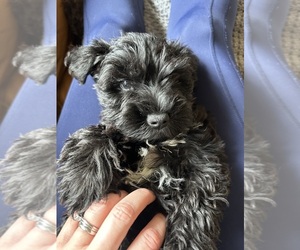 Schnauzer (Miniature) Puppy for sale in MECHANICSVILLE, VA, USA