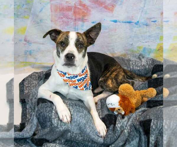 Medium Photo #2 Boxer-Unknown Mix Puppy For Sale in Kennesaw, GA, USA