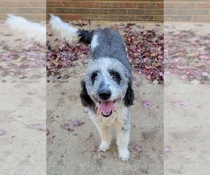 Aussiedoodle Puppy for sale in DOWELLTOWN, TN, USA