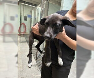 Labrador Retriever Dogs for adoption in Stockton, CA, USA