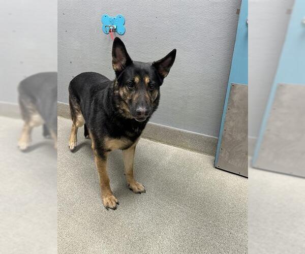 Medium Photo #1 German Shepherd Dog-Unknown Mix Puppy For Sale in Las Vegas, NV, USA