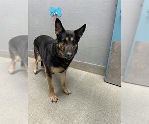 German Shepherd Dog-Unknown Mix Dogs for adoption in Las Vegas, NV, USA