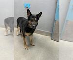 Small German Shepherd Dog Mix