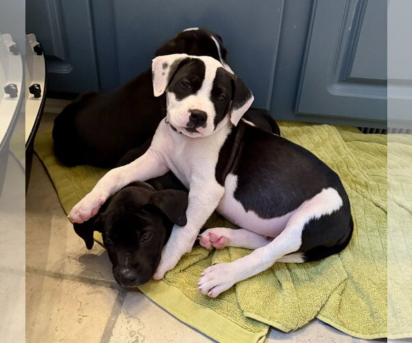 Medium Photo #7 American Staffordshire Terrier-Unknown Mix Puppy For Sale in Holly Springs, NC, USA