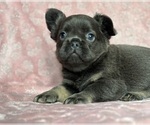 Small French Bulldog