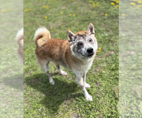Medium Photo #2 Shiba Inu Puppy For Sale in Virginia Beach, VA, USA