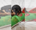 Small #1 Rottweiler