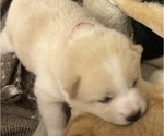 Small Photo #23 Shiba Inu Puppy For Sale in ELIZABETH CITY, NC, USA
