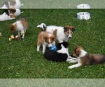Small Photo #3 Collie Puppy For Sale in PARIS, MI, USA