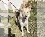 Small #10 Huskies  Mix