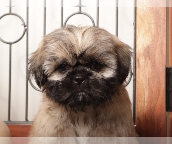Medium Photo #2 Shih Tzu Puppy For Sale in NAPLES, FL, USA