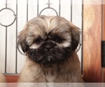 Small #1 Shih Tzu