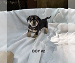 Small #8 Doxie-Pin