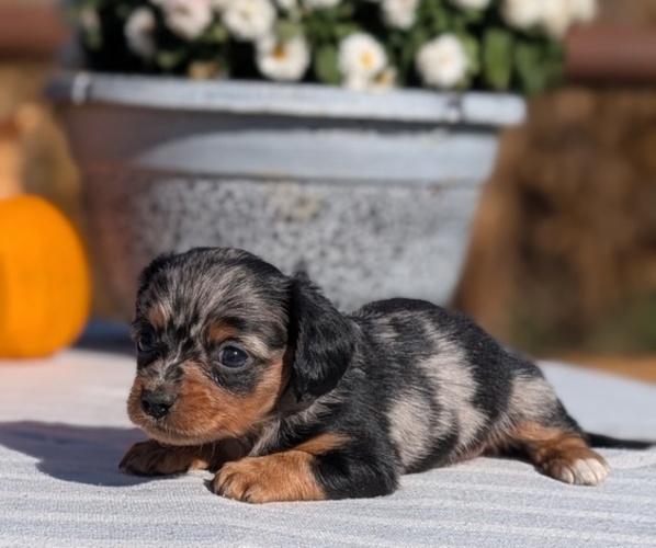 Medium Photo #5 Dachshund Puppy For Sale in GOSHEN, IN, USA