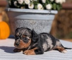 Small #4 Dachshund