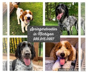 Springerdoodle Dogs for adoption in GLADWIN, MI, USA