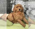 Small Photo #8 Goldendoodle Puppy For Sale in BOWLING GREEN, KY, USA